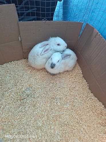 Salam ag reng qirmizi göz bir dişi bir erkek 1.5 ayliq dovsan satilir