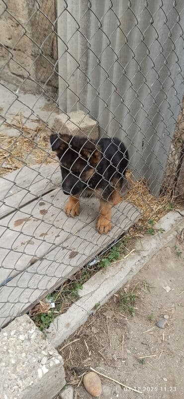 немецкая овчарка в баку: Alman çoban iti, Peyvəndli — 2