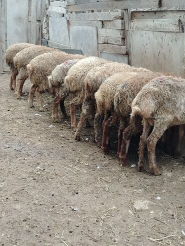 Razılaşmaq olar hamsı Erkəkdi qurbanlıqa yararlıdılar