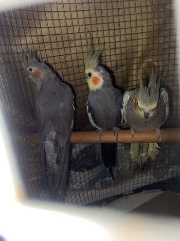 Məhsul: Nimfa tutquşları (Cockatiel) Təsvir: - Şəkillərdə tüklü tacı