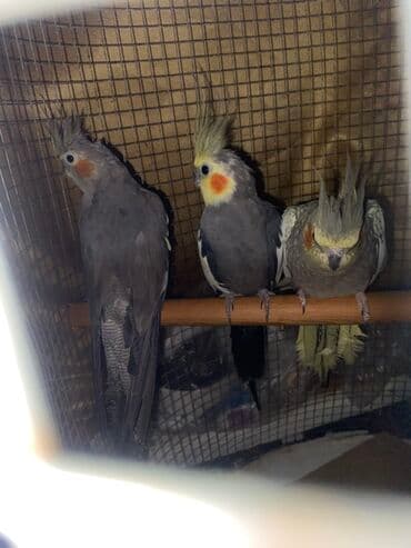 cuce qefes: Məhsul: Nimfa tutquşları (Cockatiel) Təsvir: - Şəkillərdə tüklü tacı — 1