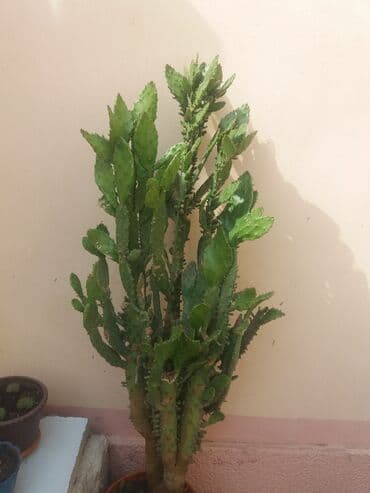 maraqlı pişik şəkilləri: Продаю отростки .Пышное растение из семейства кактусовых. Цветет — 1