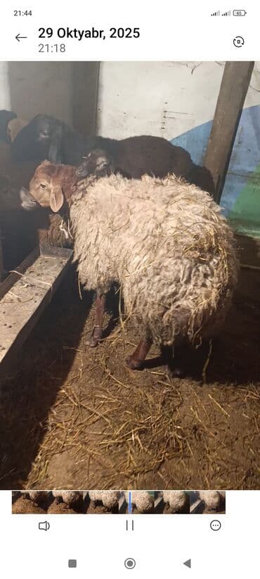 dovşan satışı: Qoç satlir — 1