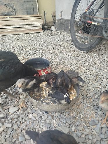 pişik qara: Toyuq, Damazlıq — 4