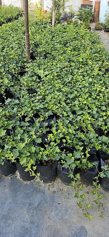 hilba bitkisi nedir: Hedera helix (Plyuş sarmaşığı) sürətlə yayılaraq səthləri bürüyən — 4