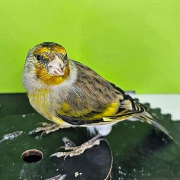 xarı bülbül rəngləmə: Gibrit erkək. Anası sarı bülbül atası şeqol Ev şəraitində dekorativ — 3