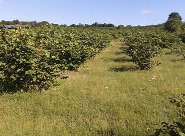 Квартиры: Для сельского хозяйства — 1