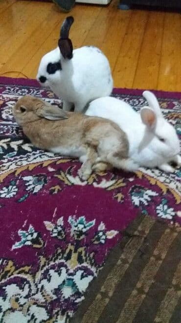 ərəb dovşanı: Müxtəlif rəngdə olan üç dovşan, evdə saxlamaq üçün idealdır. Bir — 1