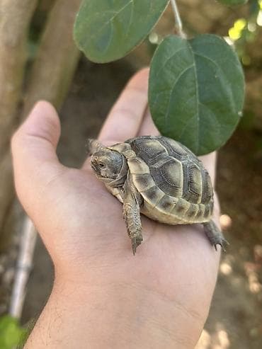 Heyvanlar: Rus tısbağası balası (Testudo horsfieldii) – əl ölçüsündə — 2