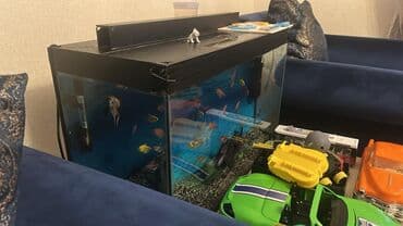 nemo baligi: Dördbucaq akvarium, Balıqlarla birlikdə, 80 l, Ünvandan götürmə — 1