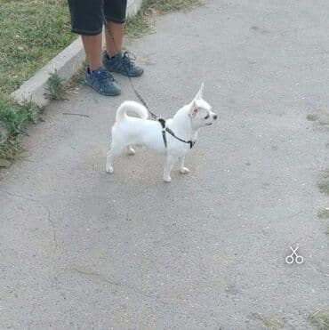 сколько стоит собака чихуахуа: Çixuahua, 7 il, Erkek, Cütləşmə üçün — 2