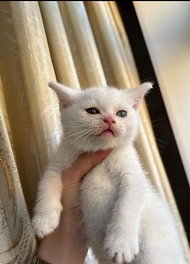 itler ucun bit dermani: Ağ rəngli balaca pişik balası - Tam ağ, yumşaq və sıx tüklü kürk - — 2