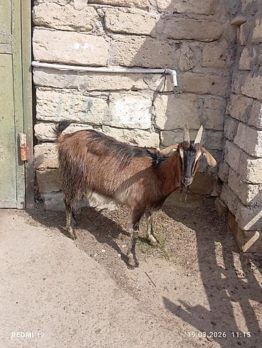 alabay sekilleri: Boz-qəhvəyi rəngli, uzun buynuzlu yerli keçi - Cins: yerli (mix) - — 4