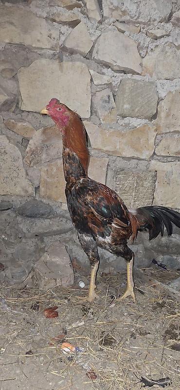 cins buzovların satışı: Toyuq, Damazlıq — 2