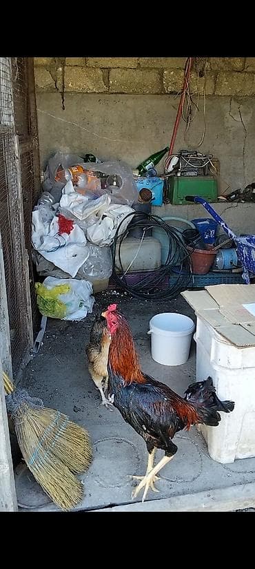 poni at satilir: Salam temiz qan türk cinsi heyratı xoruzu ikisinide satıram eyni — 2