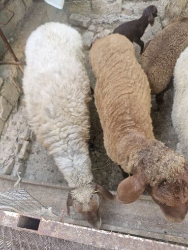 simmental inək cinsi: Dişi, il: 4, 60 kq, Ətlik, Ünvandan götürmə — 10