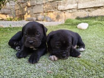 коне корса: 1 месяц, С прививками, Самовывоз, Бесплатная доставка, Платная доставка — 10