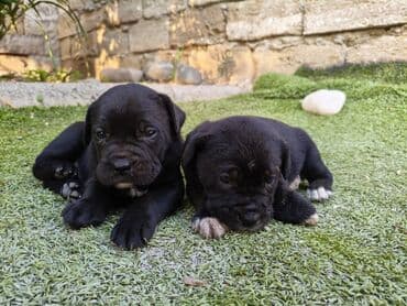 1 ay, Peyvəndli, Rayonlara çatdırılma, Pulsuz çatdırılma, Ünvandan götürmə
