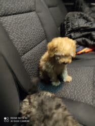 it xasqi: Pudel — 3