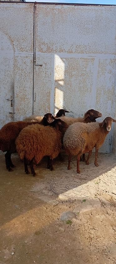 Keçilər, çəpişlər: Salam ünvan Bakıin maştağa kendi obşi 5 baş qoçnu almış boğaz cavan — 1