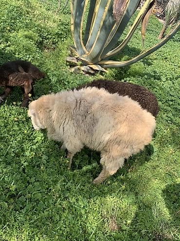 cins qoyun: İki baş quzu satılır. Xüsusiyyətlər: - Növ: Yerli ətlik/yunlu tip — 2