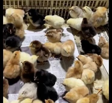 hinduşqa balası: Toyuq cücələri, Damazlıq — 1