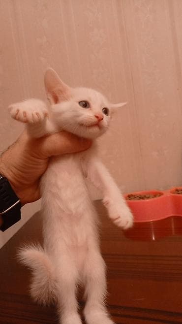 Ağ tüklü bala pişik - Rəng: tam ağ tüklər, çəhrayı burun və