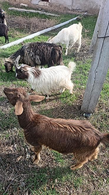 erkəy danalar: Alpin keçi sürüsü satılır. Qiymet 300 den başlayır — 7