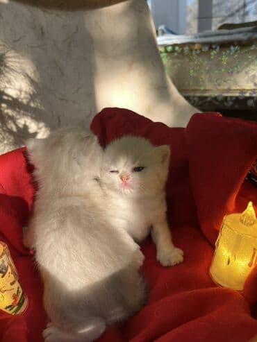 pulsuz it satilir: Britan, Erkək, Dişi — 4