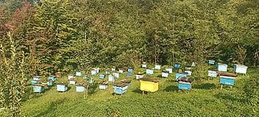 ana arı satışı 2024: Arı ailələri satılır tam sağlamdır. yeşiksiz satılır. Lerik rayonu — 1