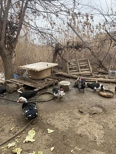 купить хамелеона в баку: Salam yerli lal ördəklər satlır həm damazlıq həmidə kəsib yemək ücün — 1