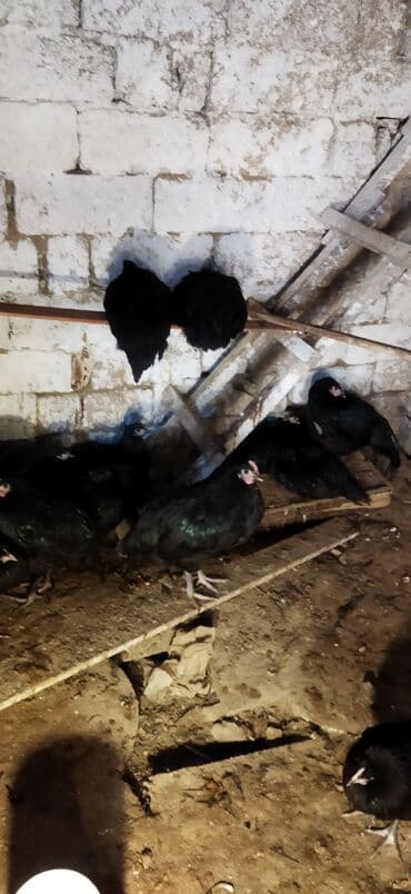 Heyvanlar üçün mallar: Toyuq, Damazlıq — 5