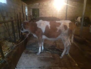 arpa toxumu satışı: Dana, buzov, Dişi, ay: 1, 100 kq, Damazlıq, Südlük, Ətlik, Ünvandan götürmə, Ödənişli çatdırılma — 1