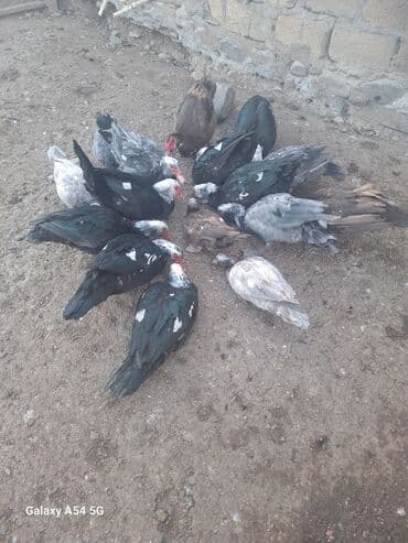 Changan: Məhsul: Musk (barbar) ördəkləri – müxtəlif rənglərdə sürü Təsvir: - — 3