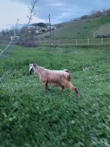 Məhsul: Təkə (2 baş) Təsvir: - Uzun tüklü, yarıdaraq qəhvəyi–sarı