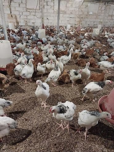 cucə alıram: Toyuq cücələri, Damazlıq — 8