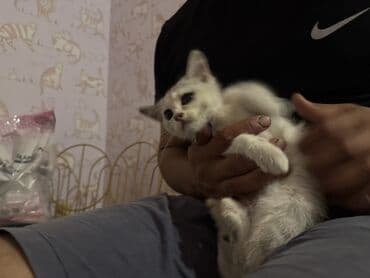 pişik cutləşdirmə: Şinşilla, Erkək — 2