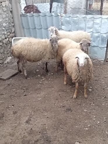 qoyun sortları: Qoyunlar – yerli Salam şəkildə gördüyünüz qoyunlar cəm şəkildə — 2