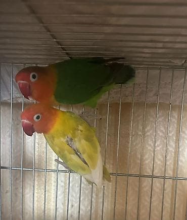 tutuquş: Salam hazır cütdü bala alınıb tam sağlam quşlardı real alıcılar əlaqə — 2