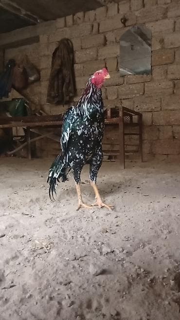 Satılır: rəngarəng naxışlı döyüş xoruzu - Cins/type: Uzunboylu — 4