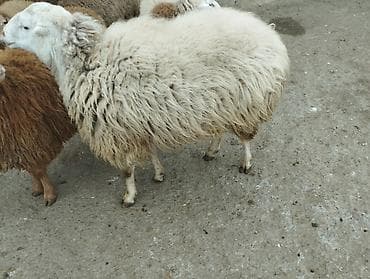 Птицы: Самец, лет: 2, Для разведения — 4