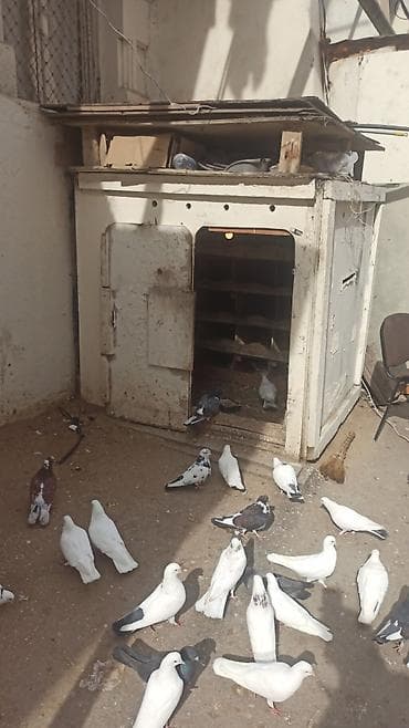 ucuz goyərcin: Ev göyərçinləri – müxtəlif rəng və naxışlarda - Növ: evdə bəslənən — 5