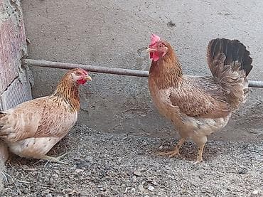 Toyuq, Damazlıq, Ünvandan götürmə — 8