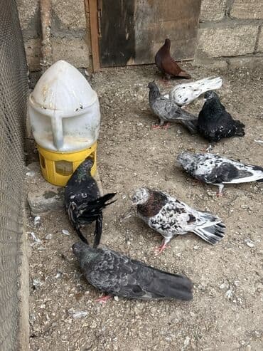 etibarli əllərə verilir: Saglam ve problemsiz heyvanlar tutulma ve tergitme . İcinde cütderde — 5