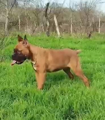 Bokser, 6 ay, Erkek, Peyvəndli