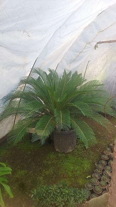 gul hicab instagram: Saqo Palmı (Cycas revoluta) – böyük dekorativ qazonda - Növlə: Cycas — 2