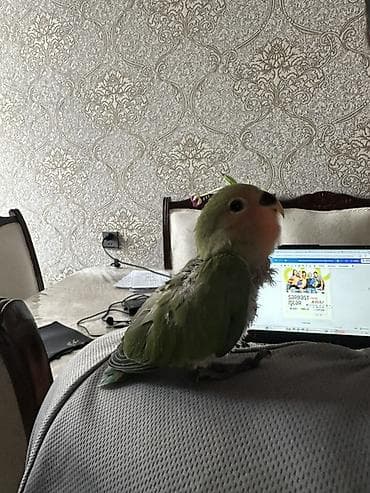 keci bazarı: Sevimli əlçimlik papuqay – sevgiquşu (lovebird) balası Əldə durur — 3