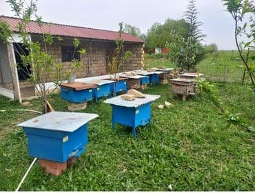 Akvariumlar: Arı ailəsi satılır. Yeşiksiz 200 azn yeşiklə birlikdə 250 azn — 1