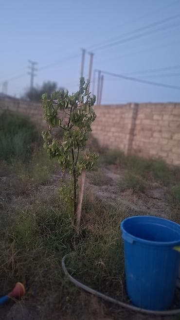 ev: Türkan qəs. 3 otaqlı, 80 kv. m, Təmirsiz — 8