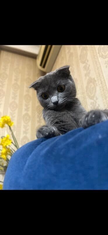 dişi pişik: Şotland — 8